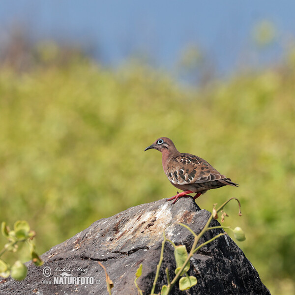 Hrdlička galapážská (Zenaida galapagoensis)