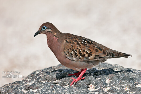 Hrdlička galapážská (Zenaida galapagoensis)