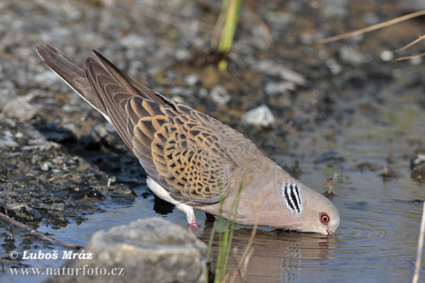 Hrdlička poľná (Streptopelia turtur)