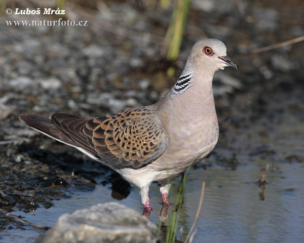 Hrdlička poľná (Streptopelia turtur)