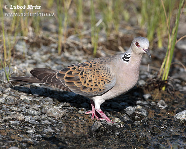 Hrdlička poľná (Streptopelia turtur)