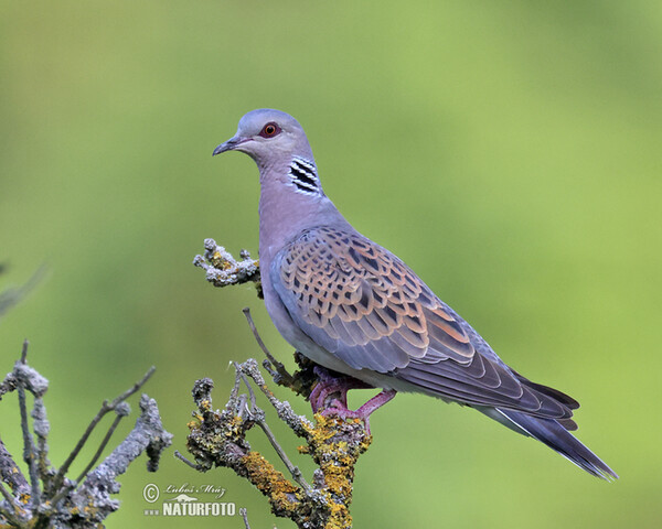 Hrdlička poľná (Streptopelia turtur)