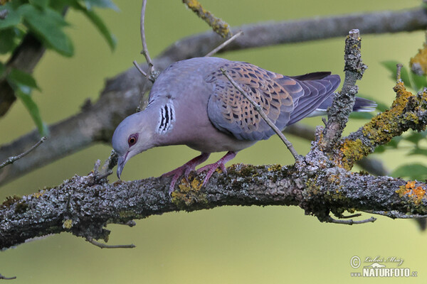 Hrdlička poľná (Streptopelia turtur)