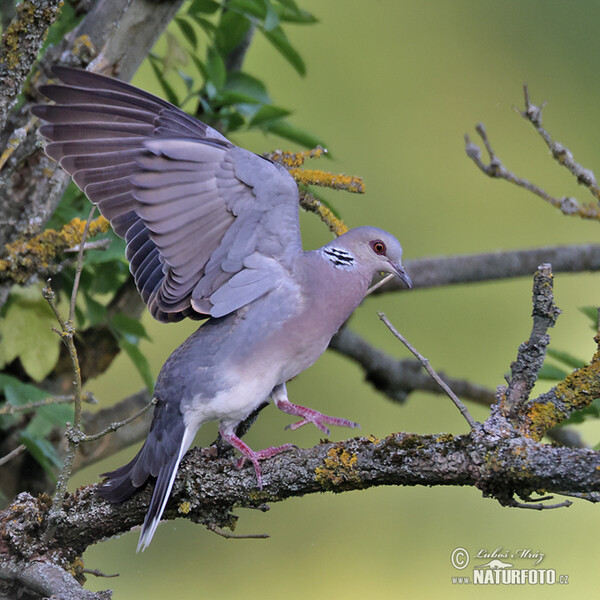 Hrdlička poľná (Streptopelia turtur)