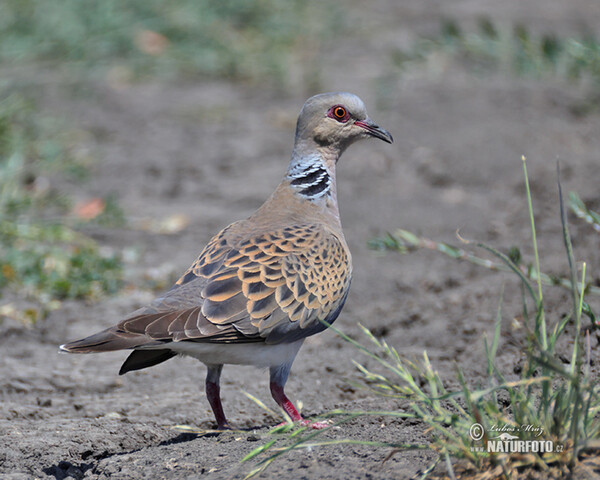 Hrdlička poľná (Streptopelia turtur)