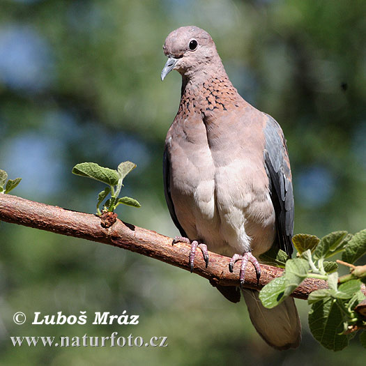 https://www.naturfoto.cz/fotografie/mraz/hrdlicka-senegalska-05a14021.jpg