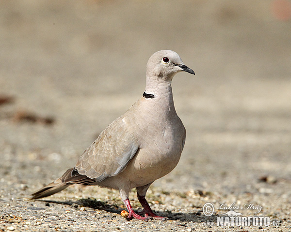 Hrdlička záhradná (Streptopelia decaocto)