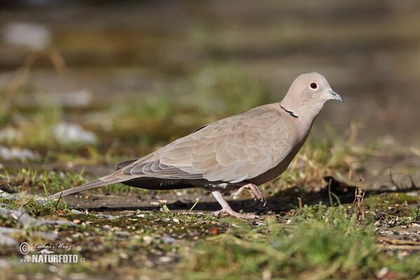 Hrdlička záhradná (Streptopelia decaocto)