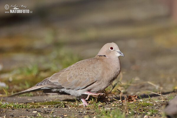 Hrdlička záhradná (Streptopelia decaocto)