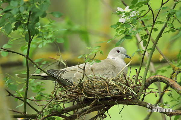 Hrdlička záhradná (Streptopelia decaocto)