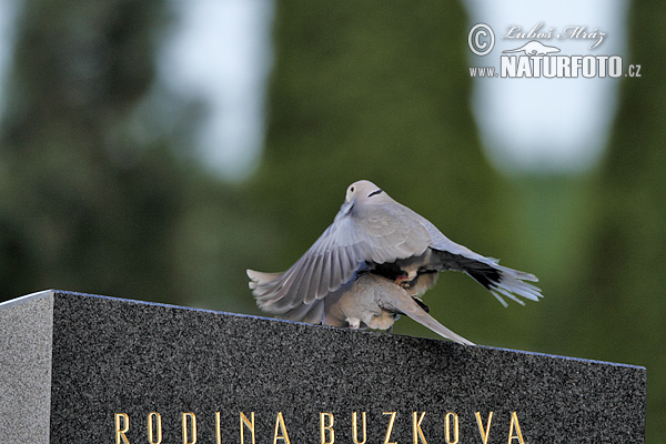 Hrdlička záhradná (Streptopelia decaocto)