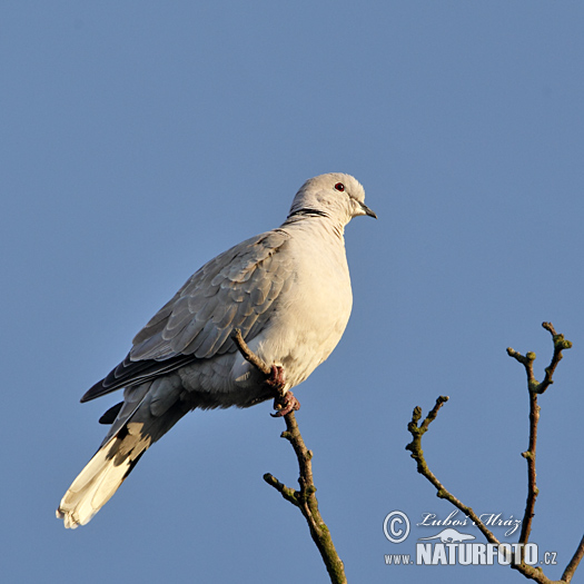 Hrdlička záhradná (Streptopelia decaocto)