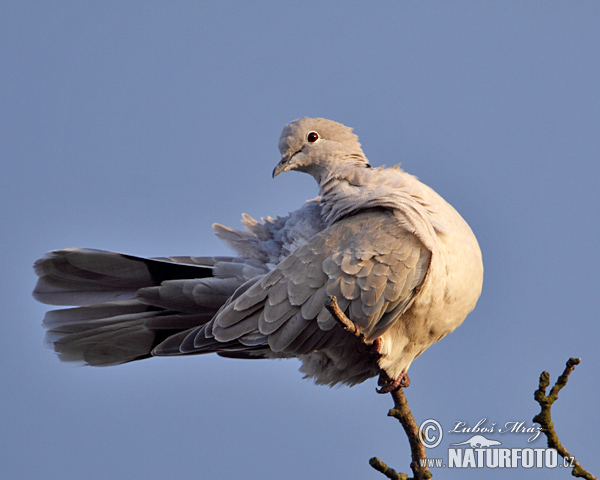 Hrdlička záhradná (Streptopelia decaocto)