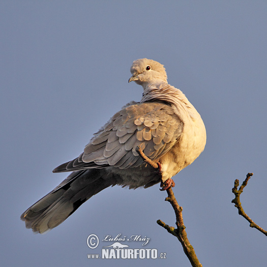 Hrdlička záhradná (Streptopelia decaocto)