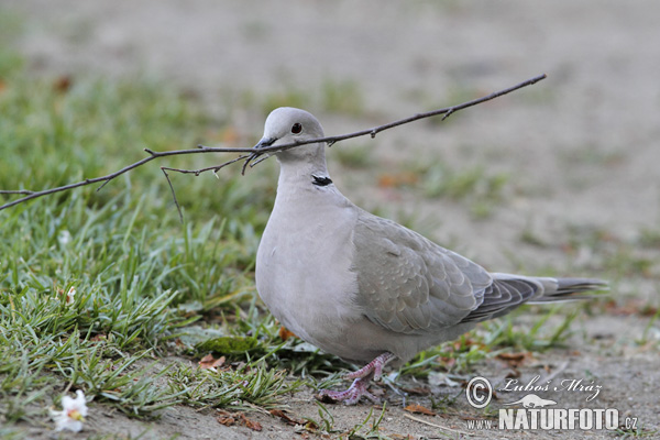 Hrdlička záhradná (Streptopelia decaocto)