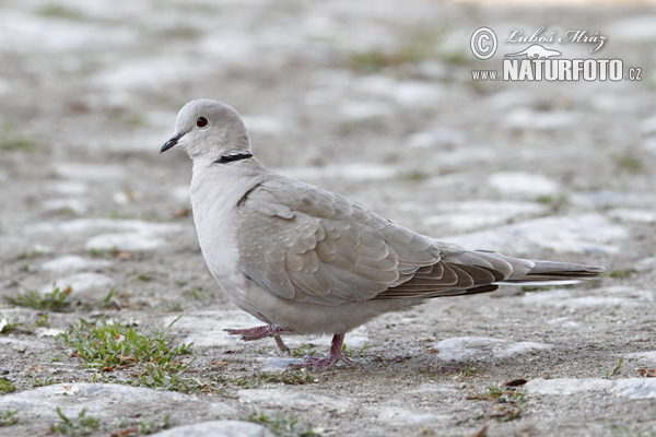 Hrdlička záhradná (Streptopelia decaocto)