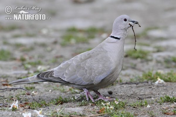 Hrdlička záhradná (Streptopelia decaocto)