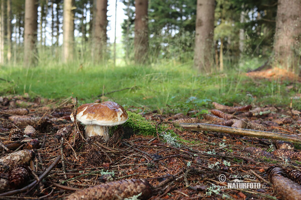 hríb smrekový (Boletus edulis)