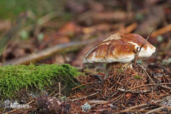 hríb smrekový (Boletus edulis)