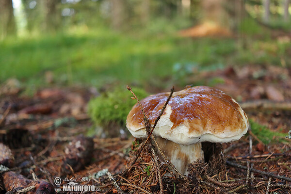 hríb smrekový (Boletus edulis)