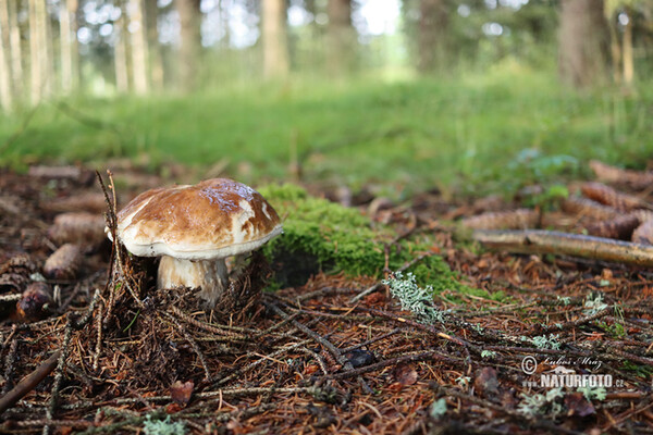 hřib smrkový (Boletus edulis)