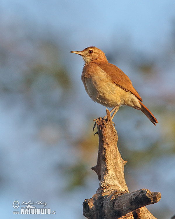 Hrnčiřík prostý (Furnarius rufus)