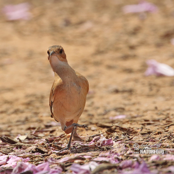 Hrnčiřík prostý (Furnarius rufus)