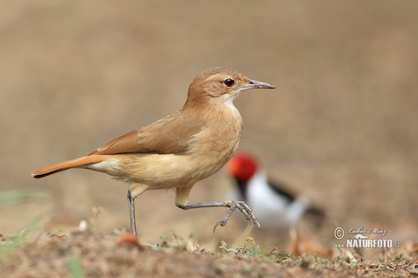 Hrnčiřík prostý (Furnarius rufus)