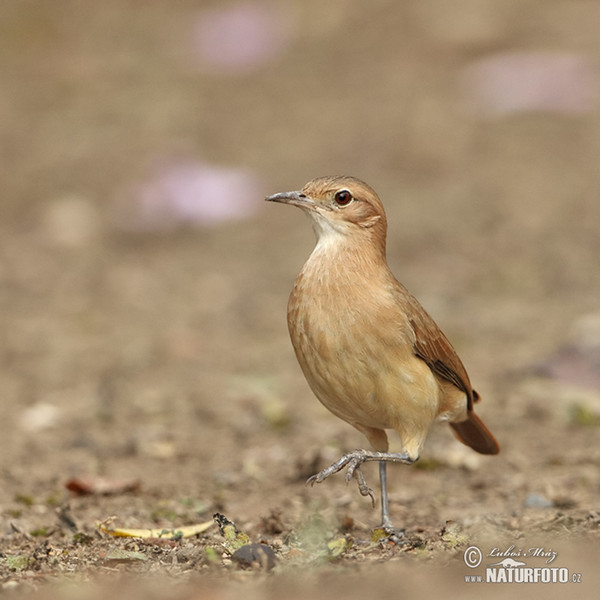 Hrnčiřík prostý (Furnarius rufus)