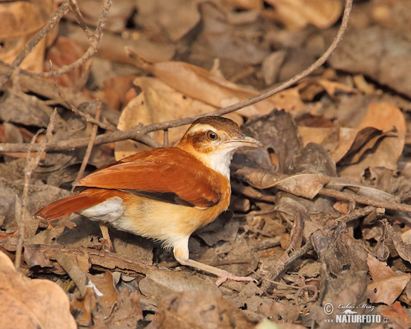 Hrnčiřík světlenohý (Furnarius leucopus)