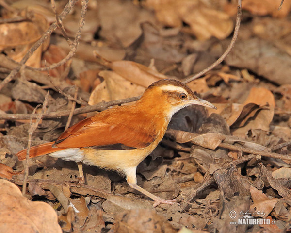 Hrnčiřík světlenohý (Furnarius leucopus)