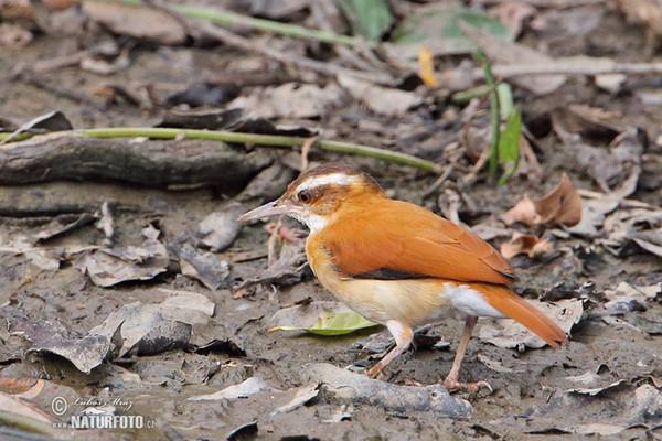 Hrnčiřík světlenohý (Furnarius leucopus)