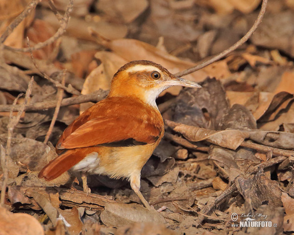 Hrnčiřík světlenohý (Furnarius leucopus)