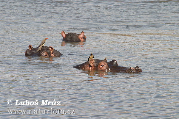 Hroch obojživelný (Hippopotamus amphibius)