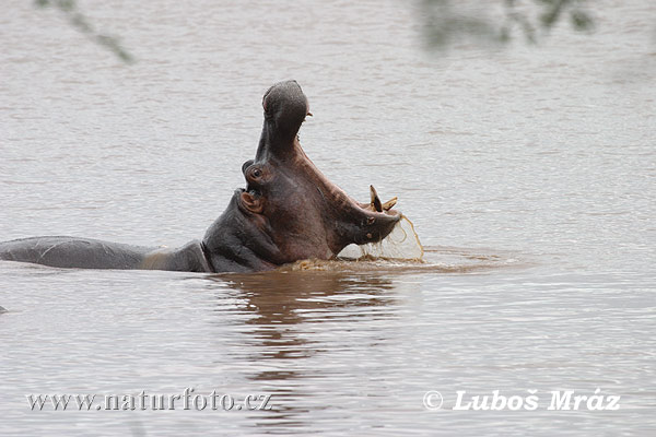 Hroch obojživelný (Hippopotamus amphibius)