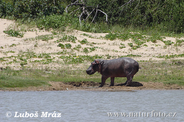 Hroch obojživelný (Hippopotamus amphibius)