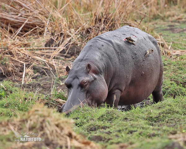 Hroch obojživelný (Hippopotamus amphibius)