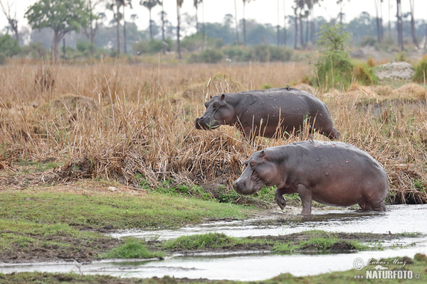 Hroch obojživelný (Hippopotamus amphibius)