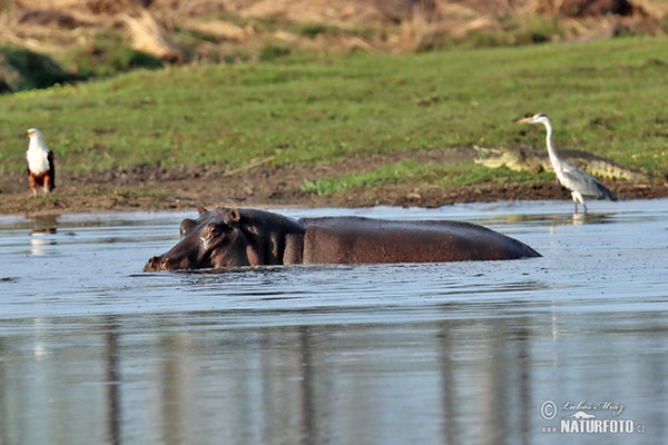 Hroch obojživelný (Hippopotamus amphibius)