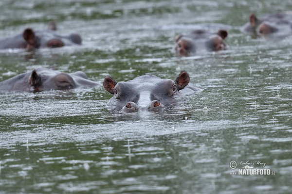 Hroch obojživelný (Hippopotamus amphibius)