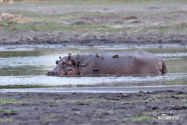 Hroch obojživelný (Hippopotamus amphibius)