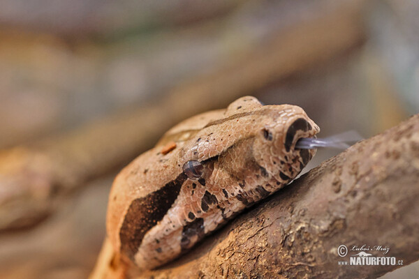 Hroznýš královský (Boa constrictor)