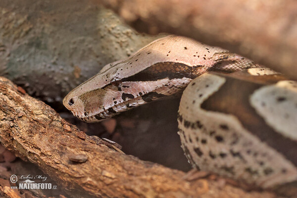 Hroznýš královský (Boa constrictor)