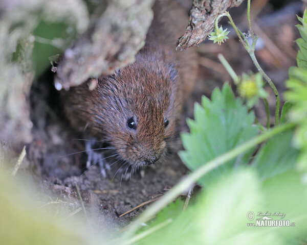 Hryzec vodní (Arvicola amphibius)