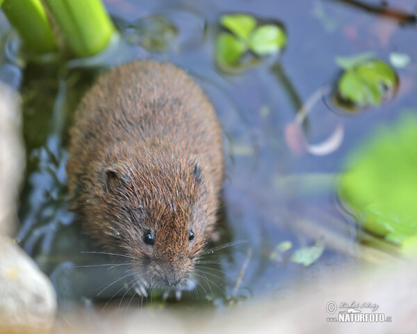 Hryzec vodní (Arvicola amphibius)