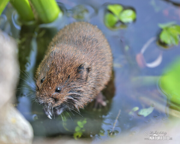 Hryzec vodní (Arvicola amphibius)