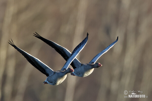 Hus divá (Anser anser)
