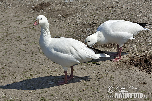 Hus snežná (Chen caerulescens)