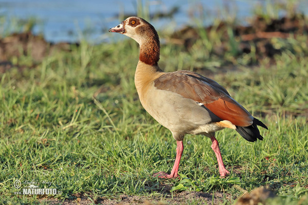 Husa egyptská (Alopochen aegyptiacus)