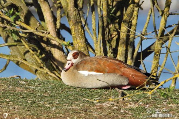 Husa egyptská (Alopochen aegyptiacus)